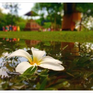 【诗歌】飞鸟集中英双语28