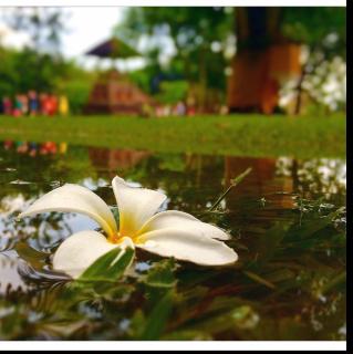 【诗歌】飞鸟集中英双语29