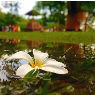 【诗歌】飞鸟集中英双语30