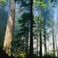 【大自然在说话】Redwood 红杉 · 罗斌，维安