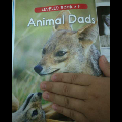 RAZ_F1_Animal dads