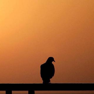 晚安故事丨轮回的车辙，轮回的爱