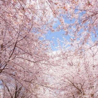 甜蜜|现代剧《樱花之恋》