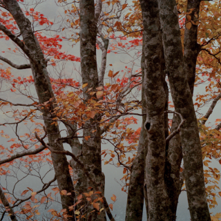 Safe Records Vol.2 | 盲目之秋