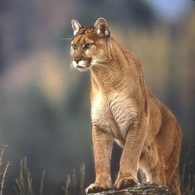 1 逃遁的美洲狮(a puma at large)