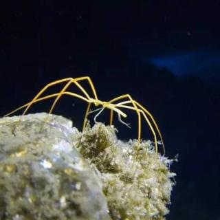【科普】这种生物延续了五亿年，它们的生存之道居然是“摆烂”！