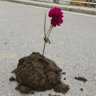 一朵鲜花插在牛粪上---202