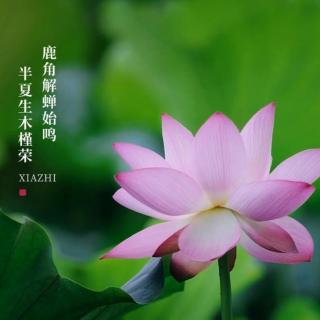 小狐狸的夏至节——节气绘本故事