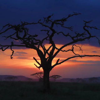 003. 去东非大草原追动物大迁徙, 治好了我的精神内耗!