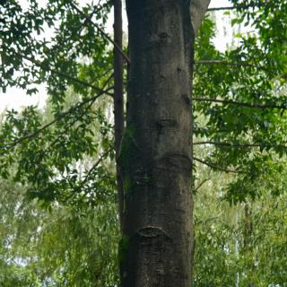 Vol.135 观树到底有啥意思？成都年轻人迷上Tree Walk