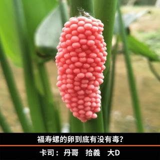 福寿螺的卵到底有没有毒？