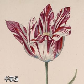 No.165 从郁金香到君子兰：泡沫永不眠