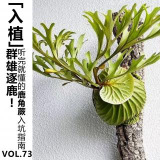 Vol.73【入植】群雄逐鹿！听完就懂的鹿角蕨入坑指南