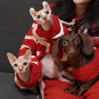 委屈自己也不能委屈小猫小狗！｜漫谈“宠物健康”