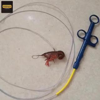 人类 “洞洞” 的离谱操作！14 岁少年带活虾闯直肠，医生：这还不算最绝