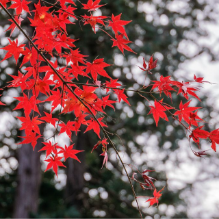 第84期：不去人挤人，东京周边小众观赏红叶地点推荐