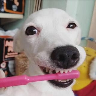 文盲杂谈：号外！大龙移植狗牙!