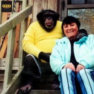 报警电话里的 “它在吃她”：明星黑猩猩为何撕碎主人闺蜜？