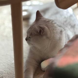 【三！周！年！】节目断更的罪魁祸首竟然是…… | 走神大师191