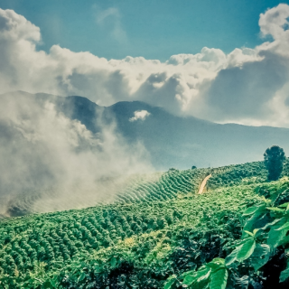 E78 去云南开咖啡工厂——从讨厌雀巢、到理解雀巢、然后成为雀巢