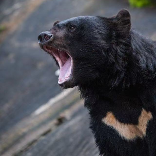 第86期：悲报： 全员恶熊 出没注意‼️