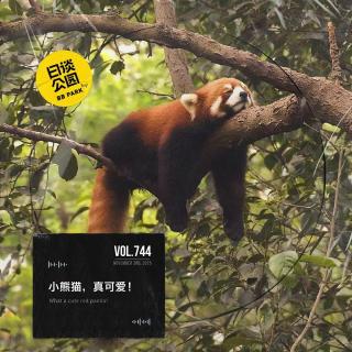 vol.744 小熊猫，真可爱！