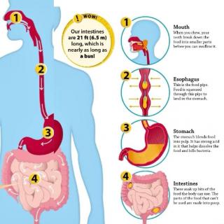一块蛋糕的消化系统旅行记