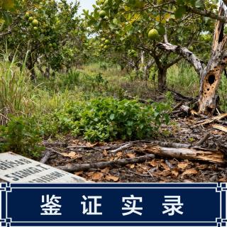 235.汪汪队立大功之台南碎尸案