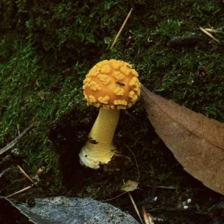 vol 67 云南寻味2：重走盐马古道，上山采菌子，下山做乳扇，鬼市套大鹅