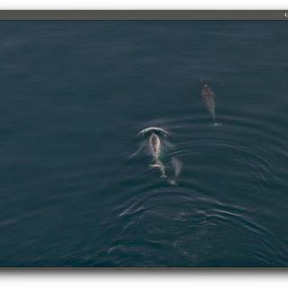 254 |格陵兰| 吃下那块鲸鱼肉 - 村子、猎人、变化和一次"失败"的狩猎