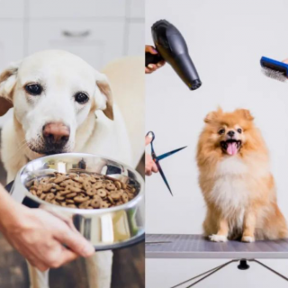 Vol.52 宠物经济下半场：一代人有一代人的“孩子”要养