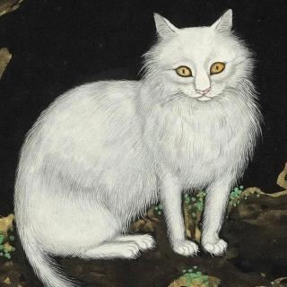 天津老灵异之白猫儿