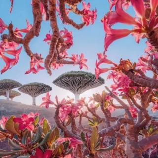 Vol.91 索科特拉岛｜绮丽的外星世界