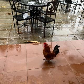 255 |古巴| 折叠哈瓦那 - 鸡蛋、停电、国家大饭店和农民的土豆