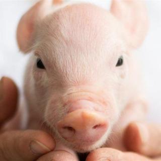 【涨知识】被误解千年的猪，智商在动物界稳居前十