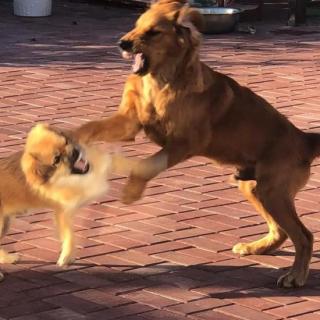 文盲杂谈：狗咬狗一嘴毛