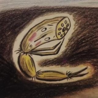 害羞的莲藕——睡前故事