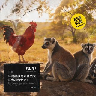 vol.767 环尾狐猴的安全由大红公鸡来守护！