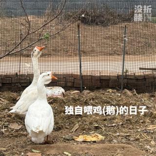 独自喂鸡的日子
