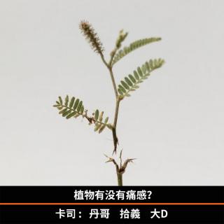 植物有没有痛感？