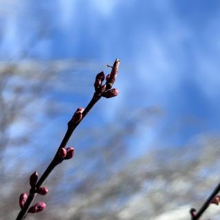 Vol.102 春天来啦！BGM也来了