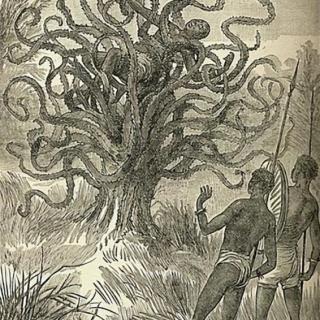 绝密档案 食人树之谜