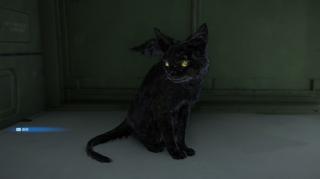 每周冷知识：日本的猫为什么地位这么高？