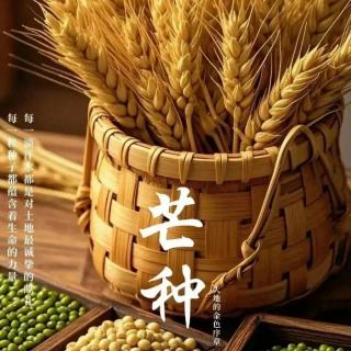 芒种——节气绘本